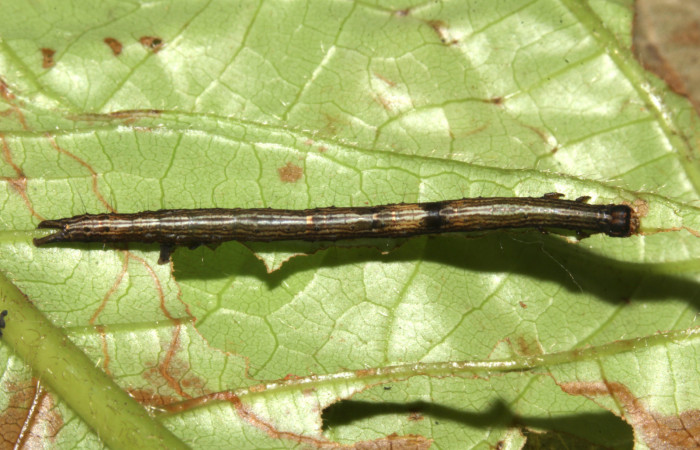  Larva en posición dorsal de <i>Metria celia</i></i> (Erebidae), PPU estadio. Sector Pitilla, Sendero Mismo . Voucher 18-SRNP-31023-DHJ744386.jpg.