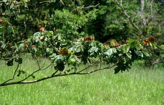 <i>Inga oerstediana</i></i> (Fabaceae), planta hospedera de <i>Metria celia</i></i> (Erebidae). Sector San Cristóbal, Estación Biológica San Gerardo. Foto, Elda Araya, 23 de Julio 2020.
