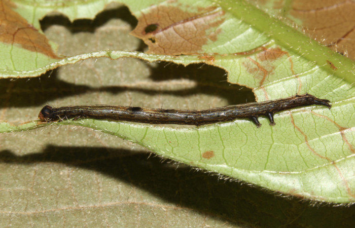  Larva en posición dorsal de <i>Metria celia</i></i> (Erebidae), PPU estadio. Sector Pitilla, Sendero Mismo . Voucher 18-SRNP-31023-DHJ744385.jpg.