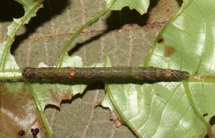  Larva en posición dorsal de <i>Metria celia</i></i> (Erebidae), PU estadio. Sector Pitilla, Sendero Mismo . Voucher 18-SRNP-31022-DHJ744379.jpg.