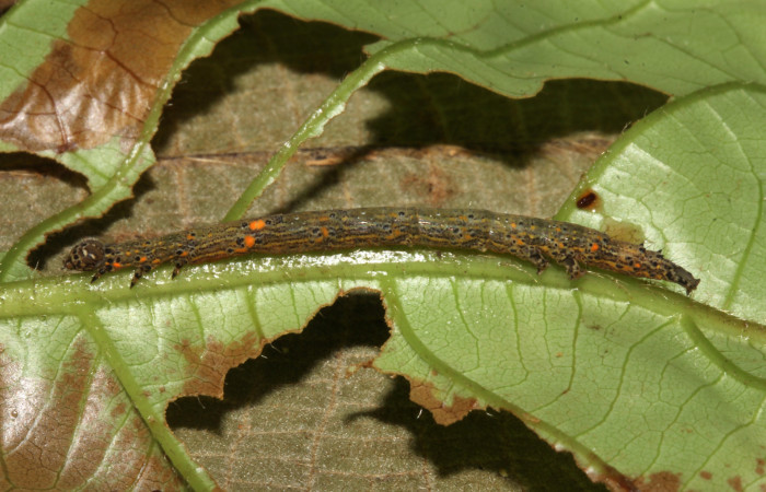  Larva en posición lateral de <i>Metria celia</i></i> (Erebidae), PU estadio. Sector Pitilla, Sendero Mismo . Voucher 18-SRNP-31022-DHJ744380.jpg.