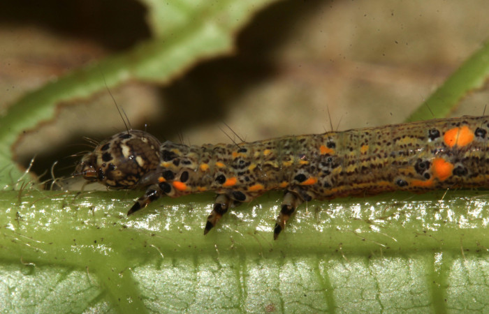 Cabeza en posición lateral de <i>Metria celia</i></i> (Erebidae), PU estadio. Sector Pitilla, Sendero Mismo . Voucher 18-SRNP-31022-DHJ744382.jpg.