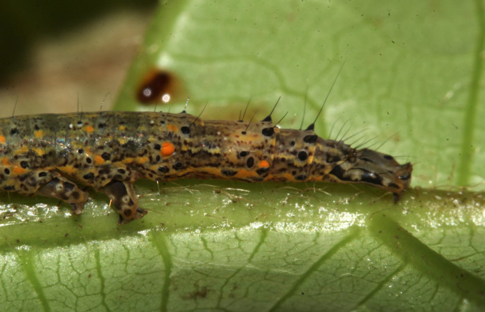  Cola en posición lateral de <i>Metria celia</i></i> (Erebidae), PU estadio. Sector Pitilla, Sendero Mismo . Voucher 18-SRNP-31022-DHJ744383.jpg.