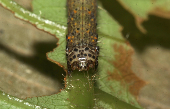  Cabeza en posición frontal de <i>Metria celia</i></i> (Erebidae), PU estadio. Sector Pitilla, Sendero Mismo . Voucher 18-SRNP-31022-DHJ744381.jpg.