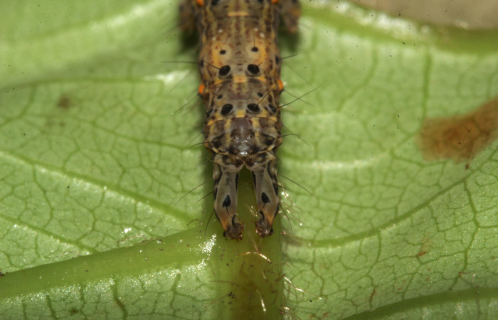  Cola en posición Frontal de <i>Metria celia</i></i> (Erebidae), PU estadio. Sector Pitilla, Sendero Mismo . Voucher 18-SRNP-31022-DHJ744384.jpg.