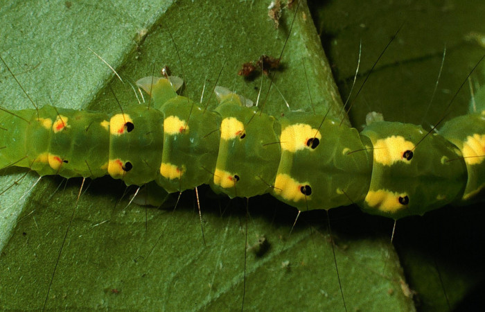 Figura 2. Parte trasera de <i>Concana permixta</i></i> (Noctuidae), último estadio. Voucher: 03-SRNP-6304-DHJ74594.jpg.