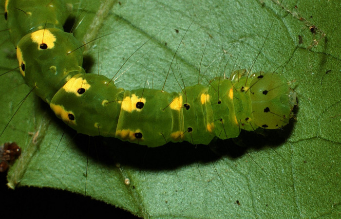 Figura 3. Parte lateral frontal de <i>Concana permixta</i></i> (Noctuidae), último estadio. Voucher: 03-SRNP-6304-DHJ74604.jpg.
