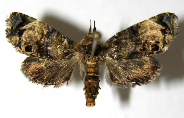 Figura 6. Adulto de <i>Concana permixta</i></i> (Noctuidae). Voucher: 06-SRNP-4325-DHJ350820.