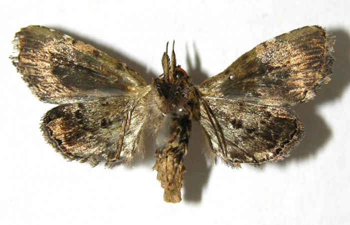 Figura 7. Adulto de <i>Concana permixta</i></i> (Noctuidae). Voucher: 06-SRNP-4325-DHJ350821.