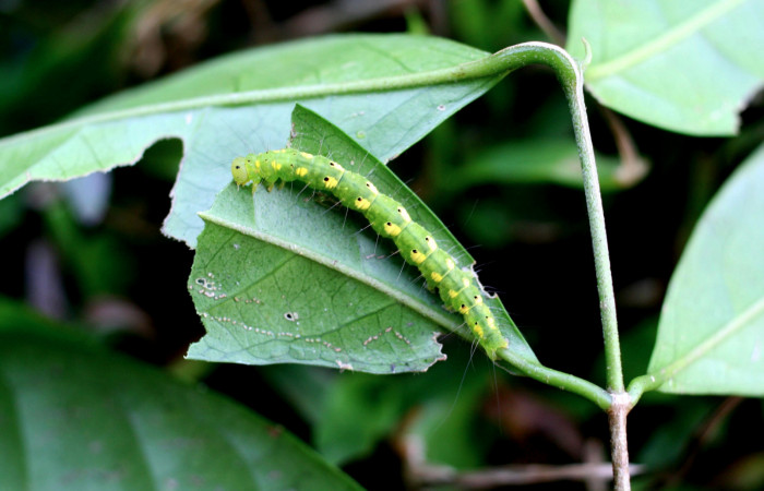 Figura 10. <i>Tetrapterys tinifolia</i></i> (Malpighiaceae) planta hospedera de <i>Concana permixta</i></i> (Noctuidae). Voucher: 06-SRNP-4325-DHJ415648.jpg.