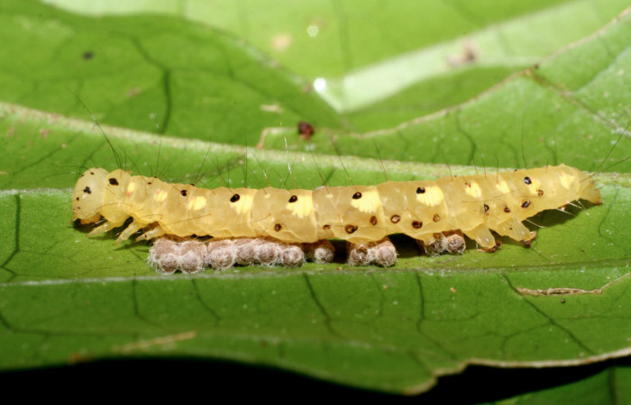 Figura 8. Larva <i>Concana permixta</i></i> (Noctuidae), parasitada por <i>Glyptapanteles chrisdarlingi</i></i> (Braconidae), capullos debajo de larva. Parte lateral. Voucher: 09-SRNP-56735-DHJ460468.jpg.