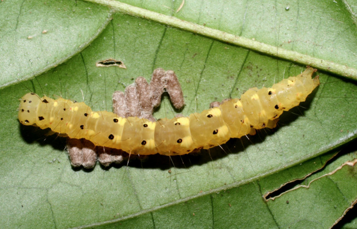 Figura 9. Larva <i>Concana permixta</i></i> (Noctuidae), parasitada por <i>Glyptapanteles chrisdarlingi</i></i> (Braconidae). Parte dorsal. Voucher: 09-SRNP-56735-DHJ460469.jpg.