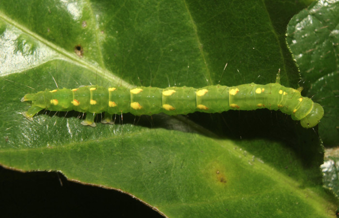 Figura 1. Parte dorsal de <i>Concana permixta</i></i> (Noctuidae), último estadio. Voucher:19-SRNP-71504-DHJ752264.jpg.