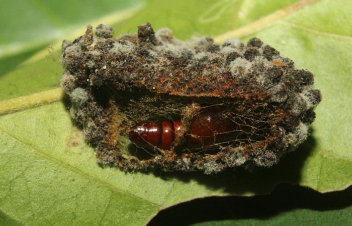 Figura 4. Pupa de <i>Concana permixta</i></i> (Noctuidae). Voucher: 19-SRNP-71504-DHJ752265.jpg.