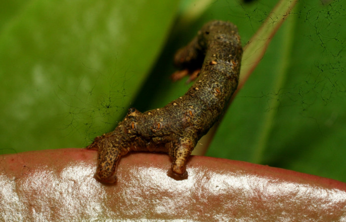 Figura 10. Parte posterior <i>Oxydia</i></i> bilineaDHJ02 (Geometridae). Sector Pitilla, Sendero Laguna, (elevación 680 metros). Colectada 20 mayo 2011. (11-SRNP-31454-DHJ494262.jpg).