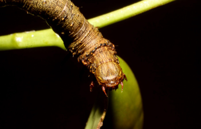 Figura 11. Cabeza <i>Oxydia</i></i> bilineaDHJ02 (Geometridae). Sector Pitilla, Sendero Laguna, (elevación 680 metros). Colectada 20 mayo 2011. (11-SRNP-31454-DHJ482471.jpg).