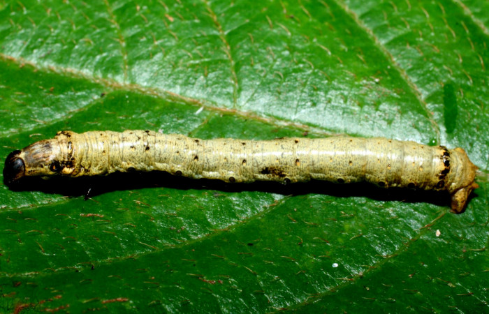Figura 12. Dorsal entero <i>Oxydia</i></i> bilineaDHJ02 (Geometridae). Sector Cacao, Sendero Nayo, (elevación 1090 metros). Colectada 28 mayo 2009. (09-SRNP-35992-DHJ456485.jpg).