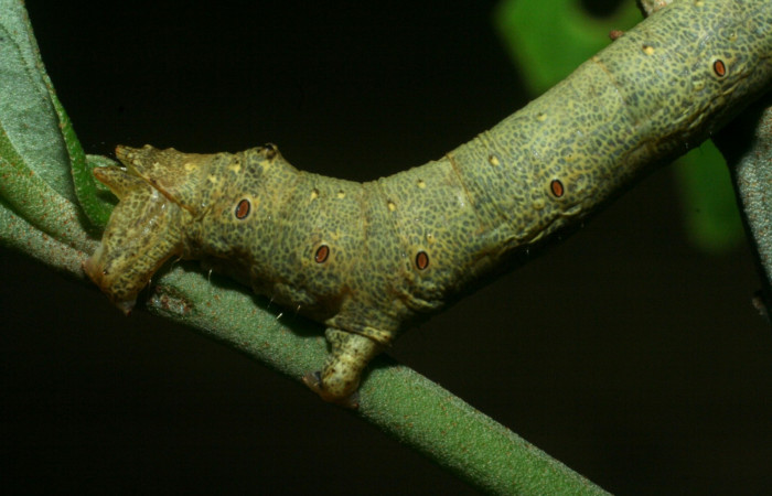 Figura 13. Parte posterior <i>Oxydia</i></i> bilineaDHJ02 (Geometridae). Sector Cacao, Sendero Abajo, (elevación 1020 metros). Colectada 1 junio 2009. (09-SRNP-35999-DHJ455867.jpg).