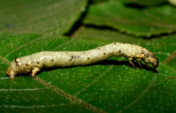Figura 14. Lateral entero <i>Oxydia</i></i> bilineaDHJ02 (Geometridae). Sector Cacao, Sendero Nayo, (elevación 1090 metros). Colectada 28 mayo 2009. (09-SRNP-35992-DHJ456478.jpg).