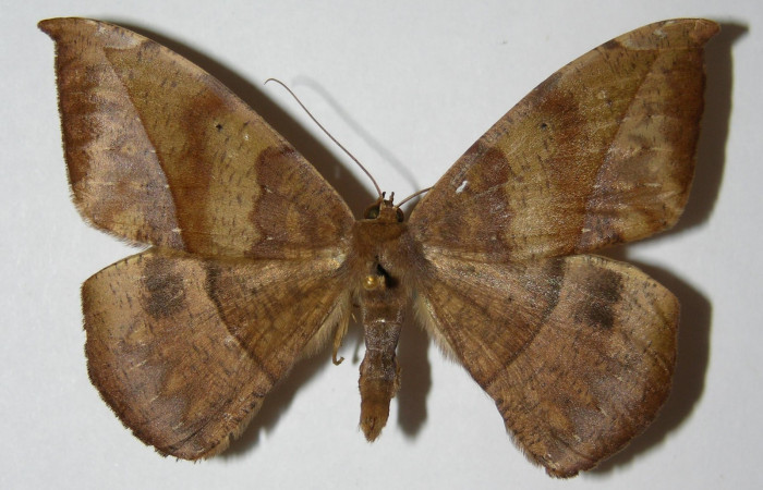 Figura 15. Adulto de <i>Oxydia</i></i> bilineaDHJ02 (Geometridae), macho, posición dorsal. (00-SRNP-11402-DHJ324892.jpg).