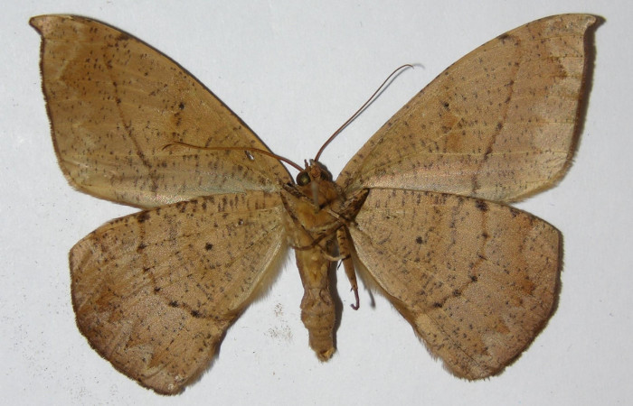 Figura 16. Adulto de <i>Oxydia</i></i> bilineaDHJ02 (Geometridae), macho, posición ventral. (00-SRNP-11402-DHJ324893.jpg).