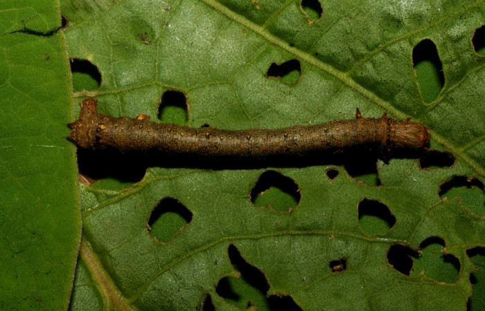 Figura 17. Dorsal entero <i>Oxydia</i></i> bilineaDHJ02 (Geometridae). Sector Pitilla, Sendero Laguna, (elevación 680 metros). Colectada 20 mayo 2011. (11-SRNP-31454-DHJ494266.jpg).