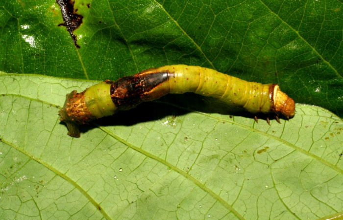 Figura 18. Dorsal entero <i>Oxydia</i></i> Janzen09 (Geometridae). Sector Pitilla, Sendero Laguna, (elevación 680 metros). Colectada 26 junio 2006. (06-SRNP-5168-DHJ410936.jpg).