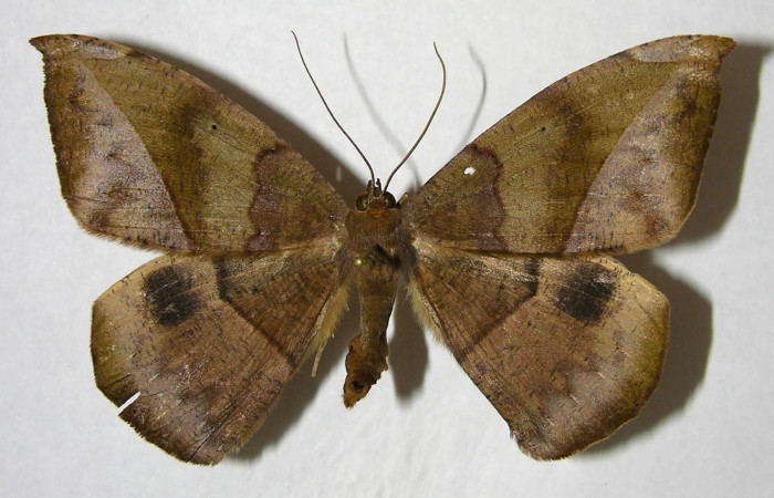 Figura 19. Adulto de <i>Oxydia</i></i> bilineaDHJ02 (Geometridae), posición dorsal. (06-SRNP-45828-DHJ356526.jpg).