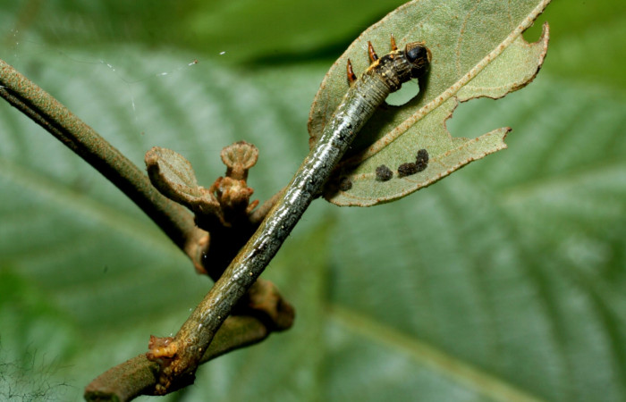 Figura 1. Dorsal entero <i>Oxydia</i></i> bilineaDHJ02 (Geometridae).Sector Cacao, Sendero Nayo, (elevación 1090 metros).Colectada 28 mayo 2009.(09-SRNP-35992-DHJ456487.jpg).