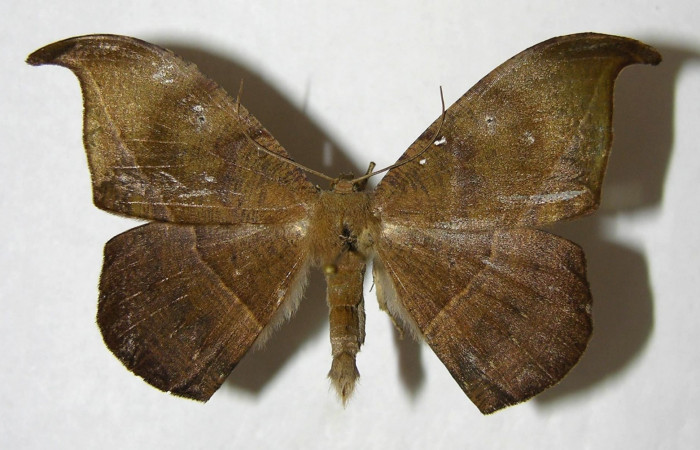 Figura 20. Adulto de <i>Oxydia</i></i> Janzen09 (Geometridae), posición dorsal. (06-SRNP-5168-DHJ356494.jpg).