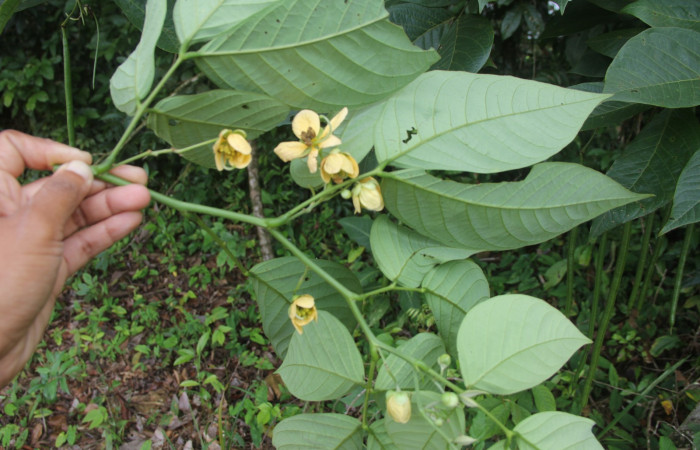 Figura 22. Planta hospedera de larva <i>Oxydia</i></i> Janzen09, (Geometridae), <i>Senna papillosa</i></i>, (Fabaceae), posición hojas y flores. Foto, Anabelle Córdoba, 2 Enero 2018.