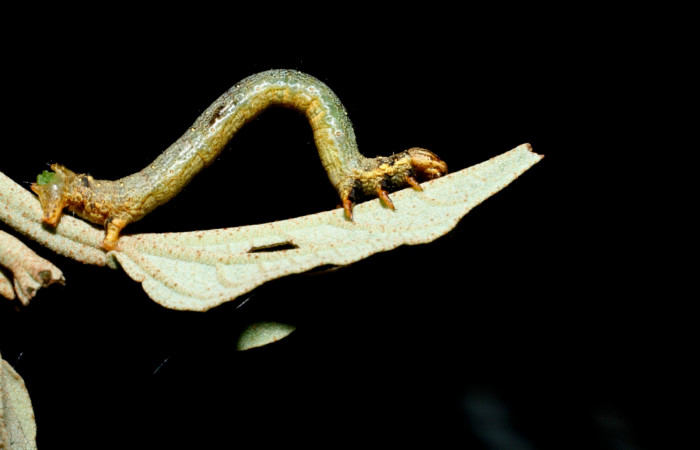 Figura 2. Lateral central <i>Oxydia</i></i> bilineaDHJ02 (Geometridae). Sector Cacao, Sendero Nayo, (elevación 1090 metros).Colectada 28 mayo 2009.(09-SRNP-35992-DHJ456486.jpg).