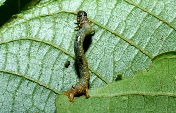 Figura 3. Dorsal entero <i>Oxydia</i></i> bilineaDHJ02 (Geometridae). Sector Cacao, Sendero Nayo, (elevación 1090 metros). Colectada 28 mayo 2009. (09-SRNP-35992-DHJ456489.jpg).