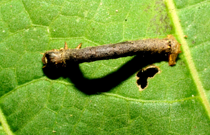 Figura 4. Dorsal entero <i>Oxydia</i></i> bilineaDHJ02 (Geometridae). Sector Pitilla, Sendero laguna, (elevación 680 metros). Colectada 20 mayo 2011. (11-SRNP-31454-DHJ494256.jpg).