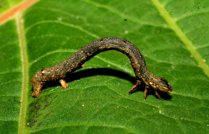 Figura 5. Lateral entero <i>Oxydia</i></i> bilineaDHJ02 (Geometridae). Sector Pitilla, Sendero laguna, (elevación 680 metros). Colectada 20 mayo 2011. (11-SRNP-31454-DHJ494257.jpg).