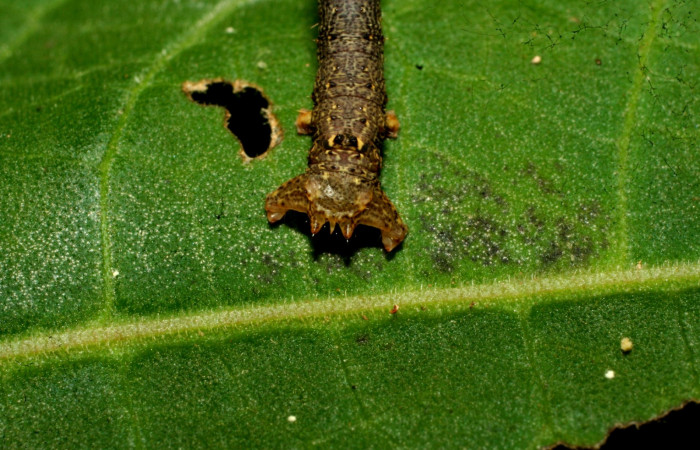 Figura 6. Parte posterior <i>Oxydia</i></i> bilineaDHJ02 (Geometridae). Sector Pitilla, Sendero laguna, (elevación 680 metros). Colectada 20 mayo 2011. (11-SRNP-31454-DHJ494258.jpg).