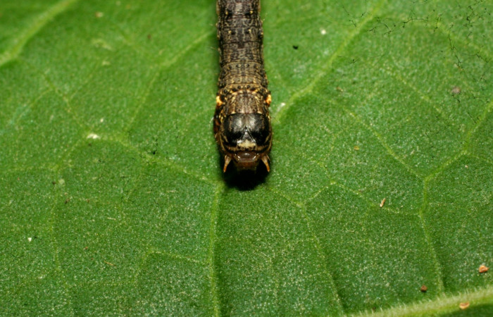 Figura 7. Cabeza <i>Oxydia</i></i> bilineaDHJ02 (Geometridae). Sector Pitilla, Sendero laguna, (elevación 680 metros). Colectada 20 mayo 2011. (11-SRNP-31454-DHJ494259.jpg).
