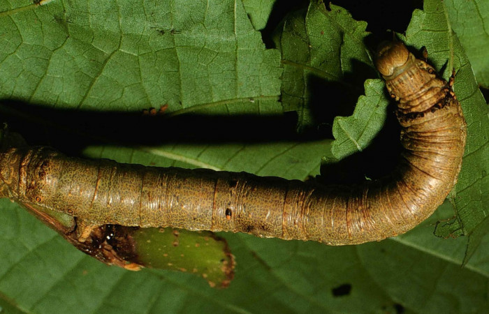 Figura 8. Posición dorsal entero <i>Oxydia</i></i> bilineaDHJ02 (Geometridae). Sector San Cristobal, Sendero Corredor, (elevación 620 metros). Colectada 8 junio 2000. (00-SRNP-11402-DHJ54369.jpg).