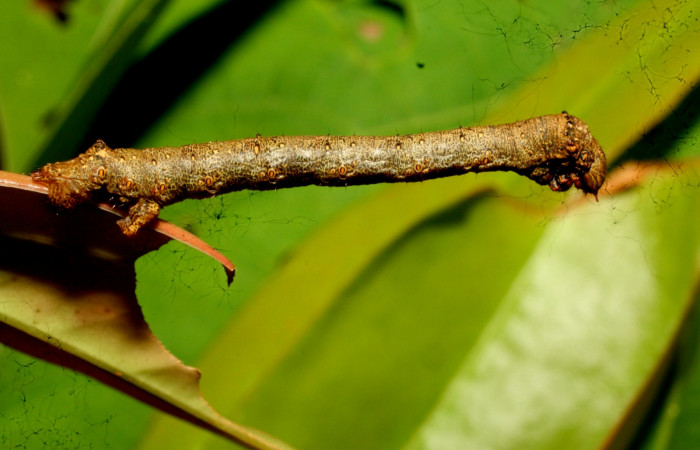 Figura 9. Posición lateral entero <i>Oxydia</i></i> bilineaDHJ02 (Geometridae). Sector Pitilla, Sendero Laguna, (elevación 680 metros). Colectada 20 mayo 2011. (11-SRNP-31454-DHJ494260.jpg).
