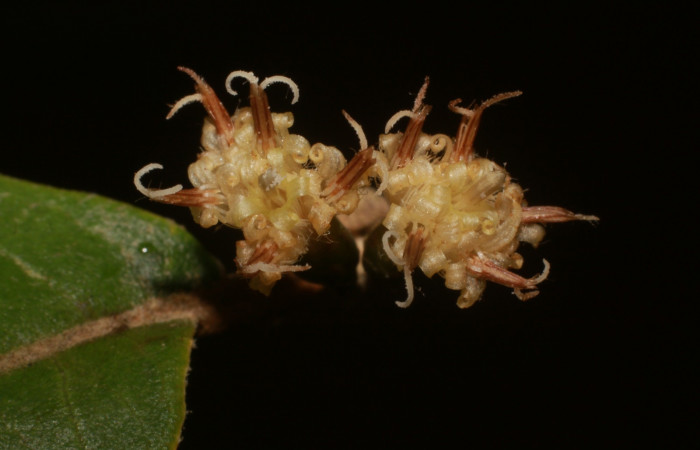 Figura. 10 Posición flores de frente, <i>Piptocarpha poeppigiana</i></i>, (Asteraceae). Area de Conservación Guanacaste, Sector Rincón Rain Forest, Estación Leiva, Cafecito , (elevación 455 metros), colectada el 5 de Junio 2020. Foto, Jorge Hernández.