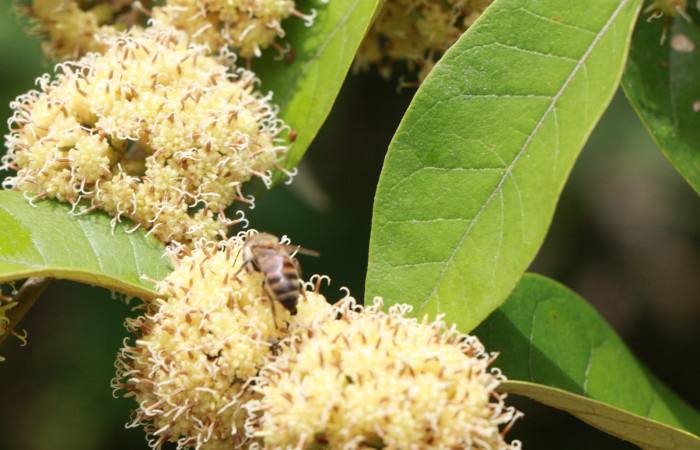 Figura. 11 Posición flores de frente polinizada por una abeja, <i>Piptocarpha poeppigiana</i></i>, (Asteraceae). Area de Conservación Guanacaste, Sector Rincón Rain Forest, Estación Leiva, Cafecito , (elevación 455 metros), colectada el 5 de Junio 2020. Foto, Jorge Hernández.
