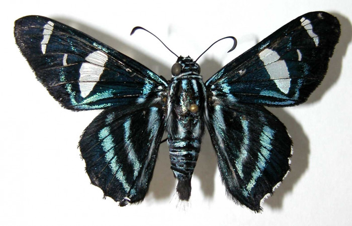 Figura 15. Adulto <i>Elbella</i></i> patrobasDHJ01 (Hesperiidae), Hembra vista dorsal. (03-SRNP-6393-DHJ39530).