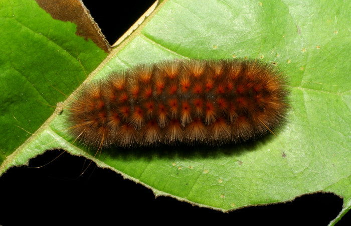 Figura. 16 Larva <i>Sychesia naias</i></i> (Erebidae), posición dorsal alimentándose en <i>Piptocarpha poeppigiana</i></i>, (Asteraceae). (07-SRNP-30927-DHJ419701.jpg).