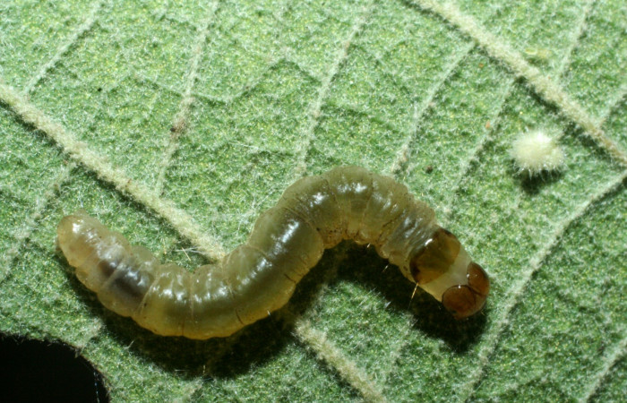 Figura. 18 Larva <i>Anacrusis nephrodes</i></i> (Tortricidae), posición dorsal alimentándose en <i>Piptocarpha poeppigiana</i></i>, (Asteraceae). (09-SRNP-1781-DHJ453857.JPG).