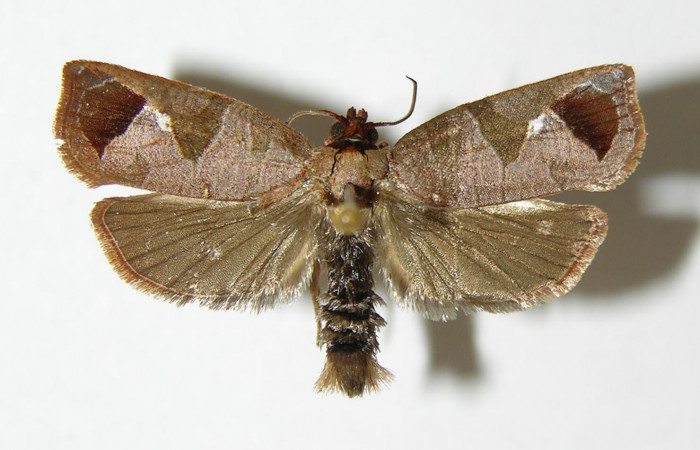 Figura 19. Adulto <i>Anacrusis nephrodes</i></i> (Tortricidae), macho vista dorsal. (02-SRNP-6861-DHJ340466.).