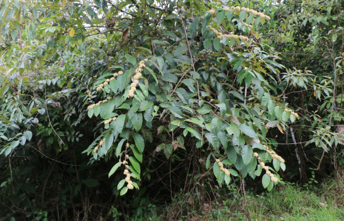 Figura. 1 Habitad, <i>Piptocarpha poeppigiana</i></i>, (Asteraceae). Area de Conservación Guanacaste, Sector Rincón Rain Forest, Estación Leiva, Cafecito , (elevación 455 metros), colectada el 5 de Junio 2020. Foto, Jorge Hernández.