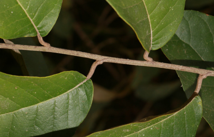 Figura. 2 Posición hojas, <i>Piptocarpha poeppigiana</i></i>, (Asteraceae). Area de Conservación Guanacaste, Sector Rincón Rain Forest, Estación Leiva, Cafecito , (elevación 455 metros), colectada el 5 de Junio 2020. Foto, Jorge Hernández.
