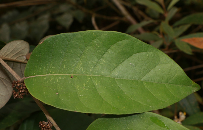 Figura. 3 Posición haz, <i>Piptocarpha poeppigiana</i></i>, (Asteraceae). Area de Conservación Guanacaste, Sector Rincón Rain Forest, Estación Leiva, Cafecito , (elevación 455 metros), colectada el 5 de Junio 2020. Foto, Jorge Hernández.