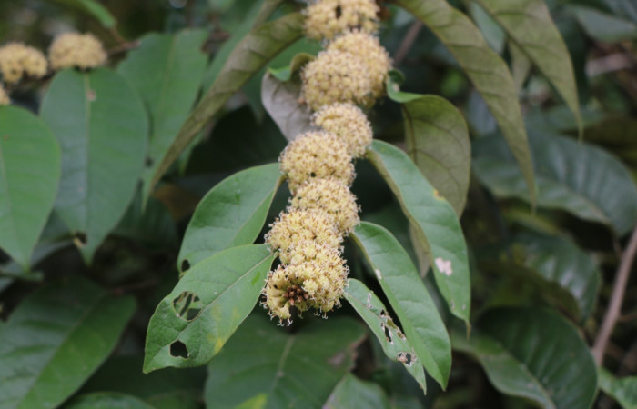 Figura. 5 Posición flores en rama, <i>Piptocarpha poeppigiana</i></i>, (Asteraceae). Area de Conservación Guanacaste, Sector Rincón Rain Forest, Estación Leiva, Cafecito , (elevación 455 metros), colectada el 5 de Junio 2020. Foto, Jorge Hernández.