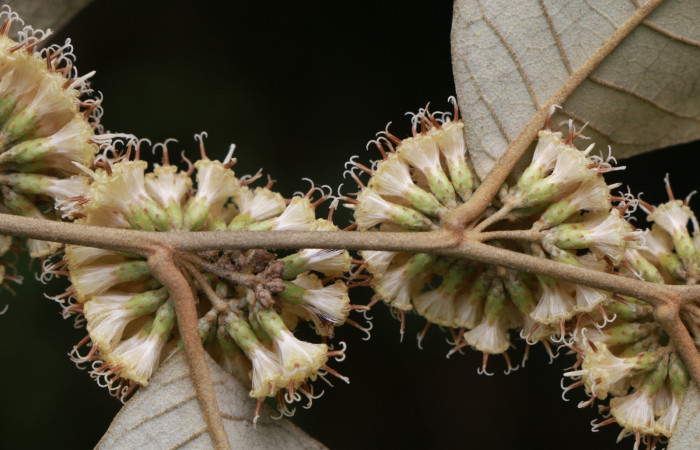 Figura. 6 Posición flor lateral, <i>Piptocarpha poeppigiana</i></i>, (Asteraceae). Area de Conservación Guanacaste, Sector Rincón Rain Forest, Estación Leiva, Cafecito , (elevación 455 metros), colectada el 5 de Junio 2020. Foto, Jorge Hernández.